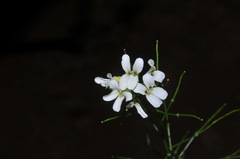 Arabis patens
