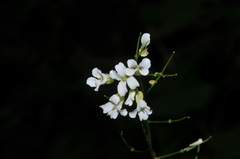 Arabis patens