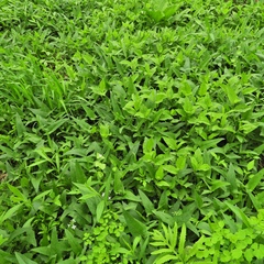 Hasteola suaveolens