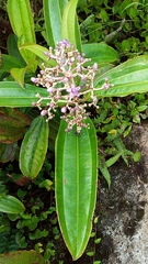 Miconia robinsoniana