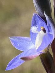 Thelymitra planicola