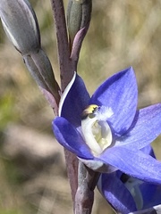 Thelymitra planicola