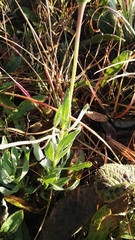 Dimorphotheca spectabilis