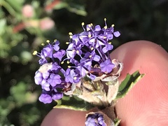 Ceanothus confusus
