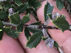 Ceanothus confusus