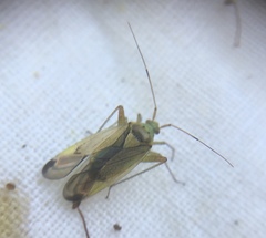 Closterotomus trivialis