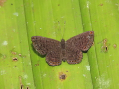 Detritivora barnesi