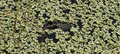Caiman crocodilus chiapasius