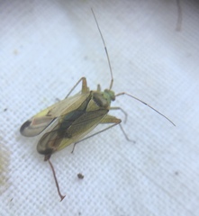 Closterotomus trivialis