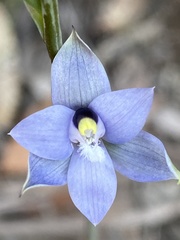Thelymitra atronitida