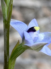Thelymitra atronitida