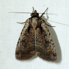 Eueretagrotis attentus