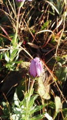 Dimorphotheca spectabilis