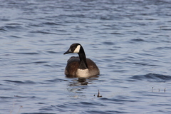 Branta canadensis