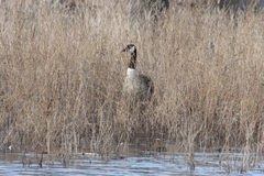 Branta canadensis