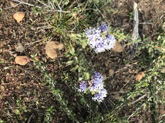 Ceanothus confusus