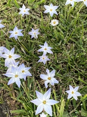 Ipheion