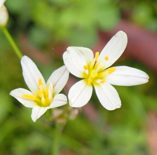 Nothoscordum bivalve image