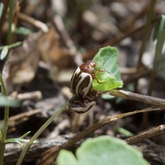 Calligrapha bidenticola