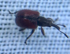 Tatianaerhynchites aequatus