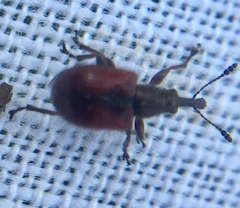 Tatianaerhynchites aequatus