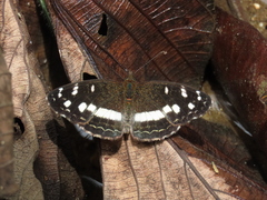 Janatella fellula