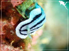 Phyllidiopsis xishaensis