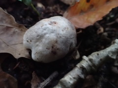Tricholoma pullum