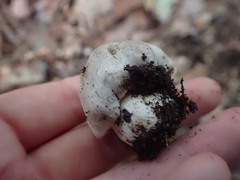 Tricholoma pullum