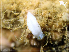 Dermatobranchus semistriatus