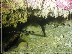 Dunckerocampus chapmani