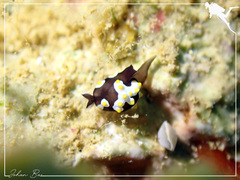 Colpodaspis thompsoni