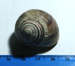 Helix ligata