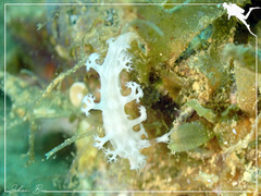 Tritoniopsis elegans