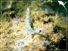Thuridilla carlsoni