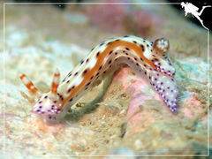Hypselodoris decorata