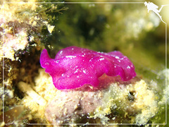 Pseudoceros rubronanus