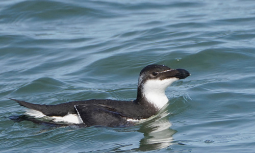 Pingouin torda, jeune