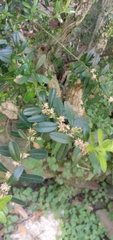 Buxus bodinieri