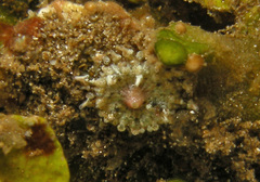 Stichodactyla tapetum