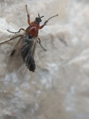 Dilophus tibialis breviceps