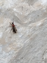 Dilophus tibialis breviceps