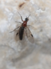 Dilophus tibialis breviceps