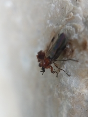 Dilophus tibialis breviceps