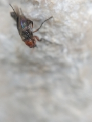 Dilophus tibialis breviceps