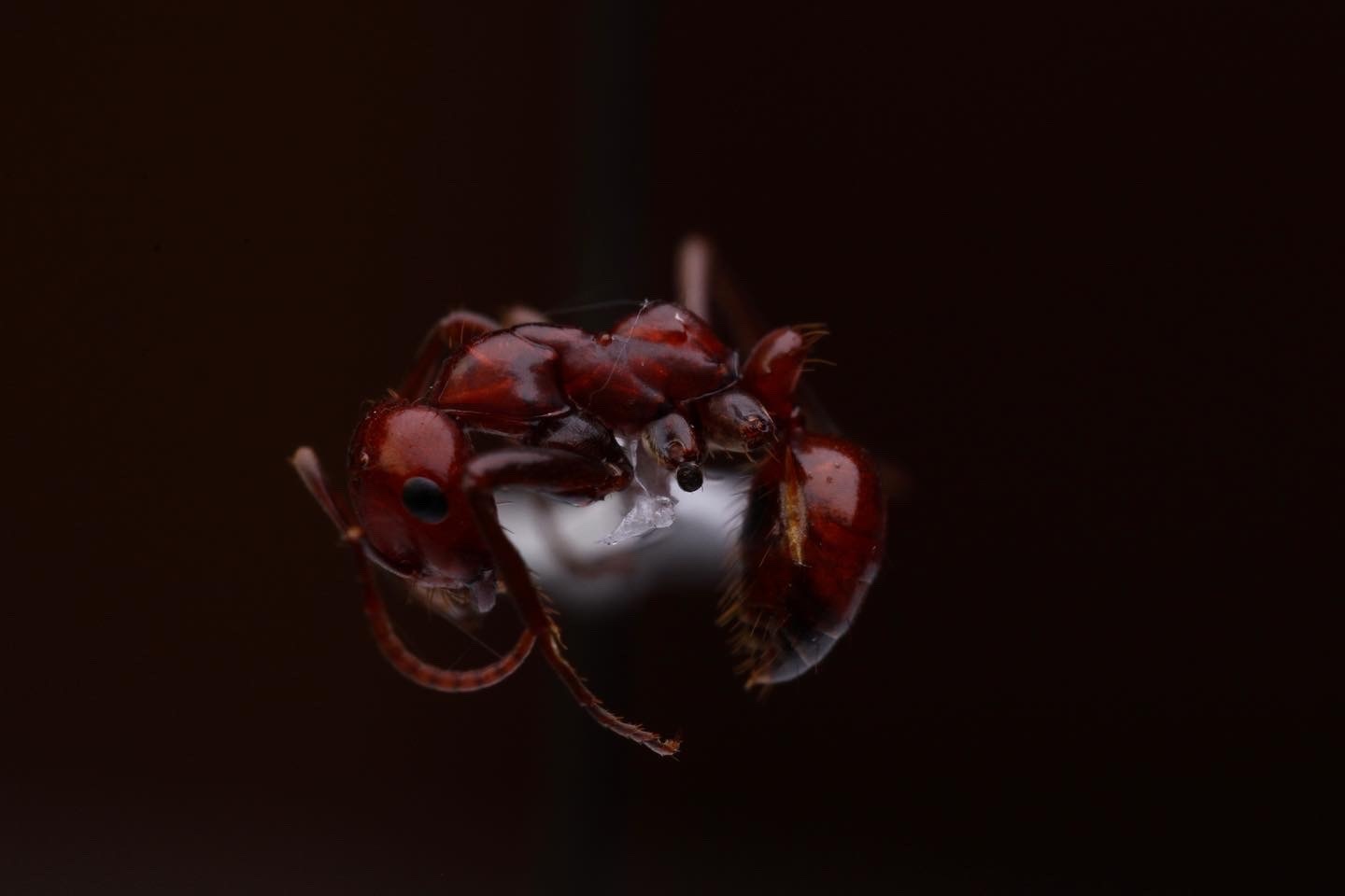 Polyergus lucidus
