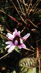 Dimorphotheca spectabilis