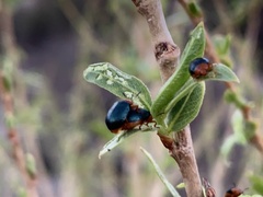 Plagiodera arizonae