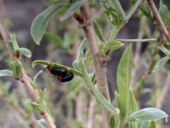 Plagiodera arizonae