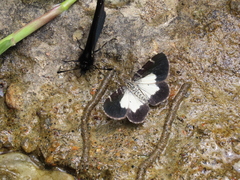 Heterusia